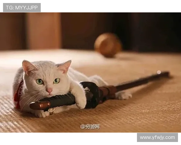 与“猫侍”共赴一场时光的邀约,品味生活慢哲学的浪漫 与“猫侍”共赴一场时光的邀约,品味生活慢哲学的浪漫