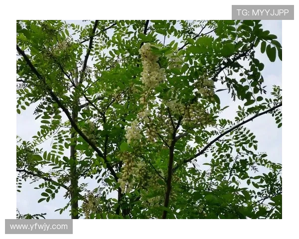 《槐花树》：一曲乡愁的温婉恋歌，一幅时代的壮丽画卷
